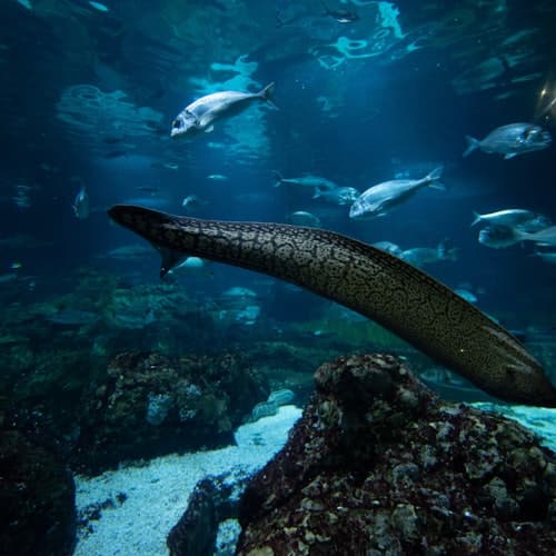 Acuario de Barcelona