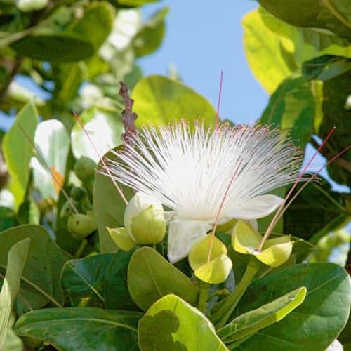 Lugares para visitar en Tenerife