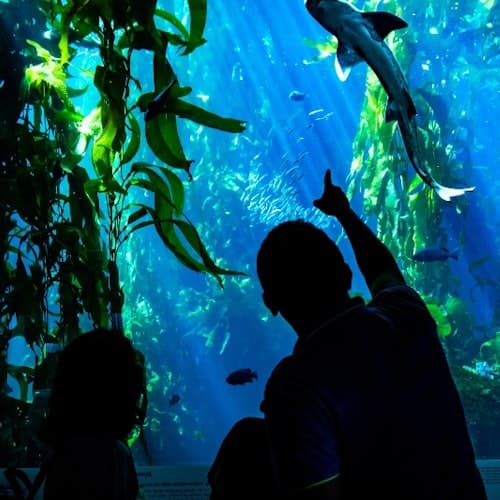 Excursiones desde San Francisco