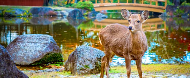 Excursiones desde Kioto