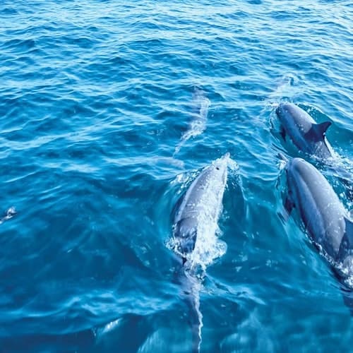 Desde Santa Ponsa: Tour en barco de 2 horas para avistar delfines