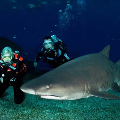 Palma Aquarium: Entrada + Inmersión con tiburones