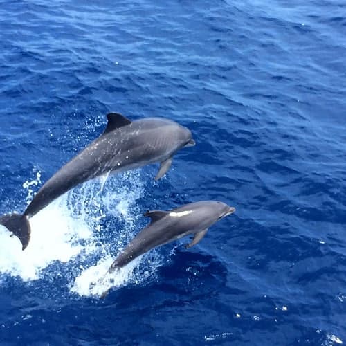 Avistamiento de delfines en Mallorca