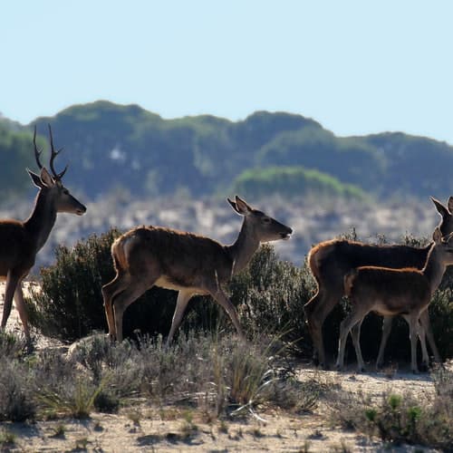 Excursiones a Doñana