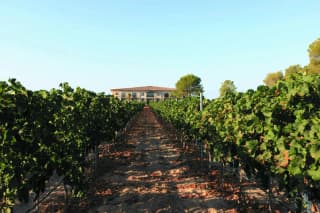 Cata de vinos en Mallorca